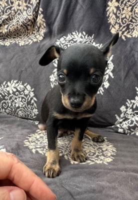 Les chiots de Russkiy Toy (Petit Chien Russe)