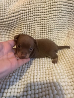 Les chiots de Russkiy Toy (Petit Chien Russe)