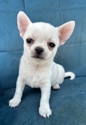Les chiots de Chihuahua