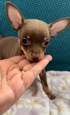 Les chiots de Russkiy Toy (Petit Chien Russe)