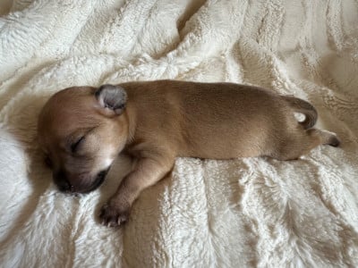 Les chiots de Russkiy Toy (Petit Chien Russe)