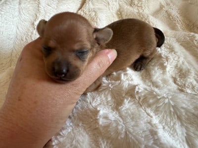 Les chiots de Russkiy Toy (Petit Chien Russe)