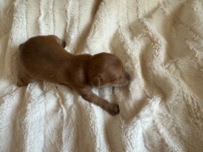 Les chiots de Russkiy Toy (Petit Chien Russe)