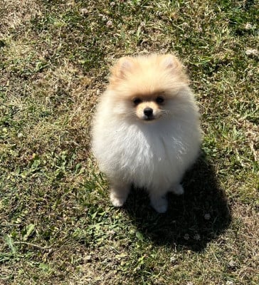 Les chiots de Spitz allemand