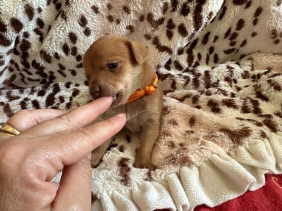 Les chiots de Russkiy Toy (Petit Chien Russe)