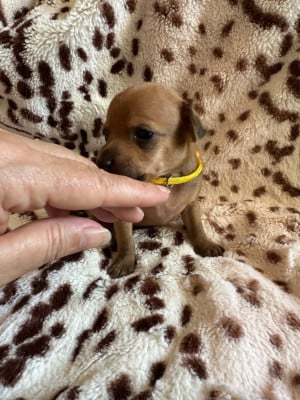 Les chiots de Russkiy Toy (Petit Chien Russe)