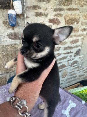 Les chiots de Chihuahua