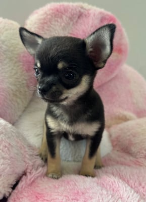 Les chiots de Chihuahua