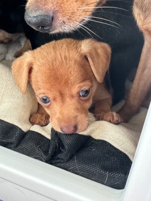 Les chiots de Russkiy Toy (Petit Chien Russe)