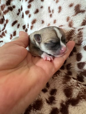 Les chiots de Chihuahua