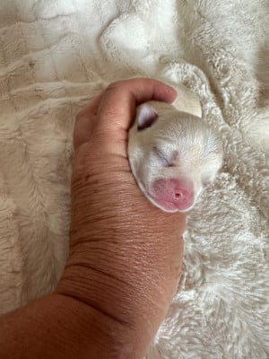 CHIOT 3 - Chihuahua