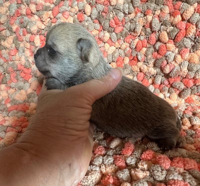 Les chiots de Chihuahua
