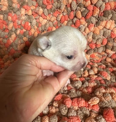 Les chiots de Chihuahua