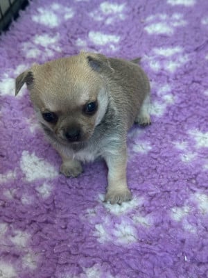 Les chiots de Chihuahua