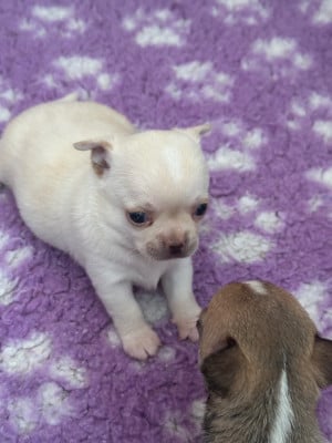 Les chiots de Chihuahua