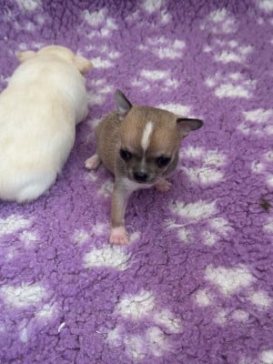 Les chiots de Chihuahua