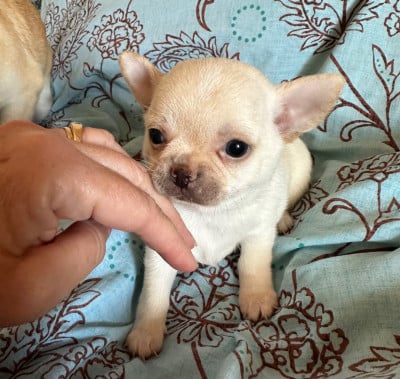 Les chiots de Chihuahua