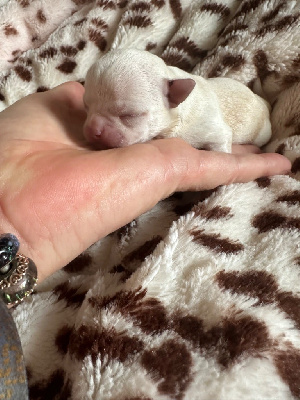 Les chiots de Chihuahua