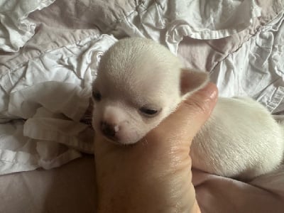 Les chiots de Chihuahua