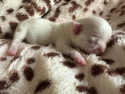 Les chiots de Chihuahua