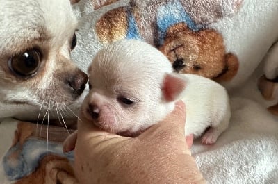 Les chiots de Chihuahua
