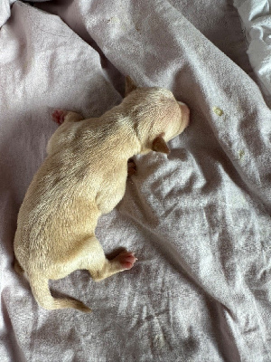 Les chiots de Russkiy Toy (Petit Chien Russe)