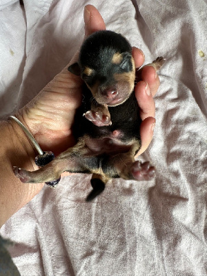 Les chiots de Russkiy Toy (Petit Chien Russe)