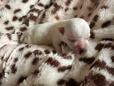 Les chiots de Chihuahua