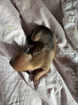 Les chiots de Russkiy Toy (Petit Chien Russe)