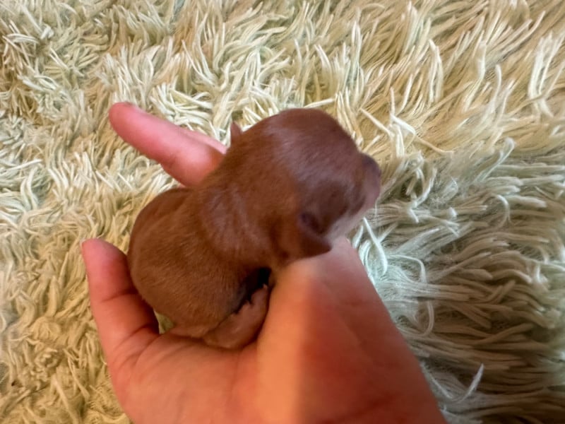 Russkiy Toy (Petit Chien Russe) - Des Dunes De Keremma