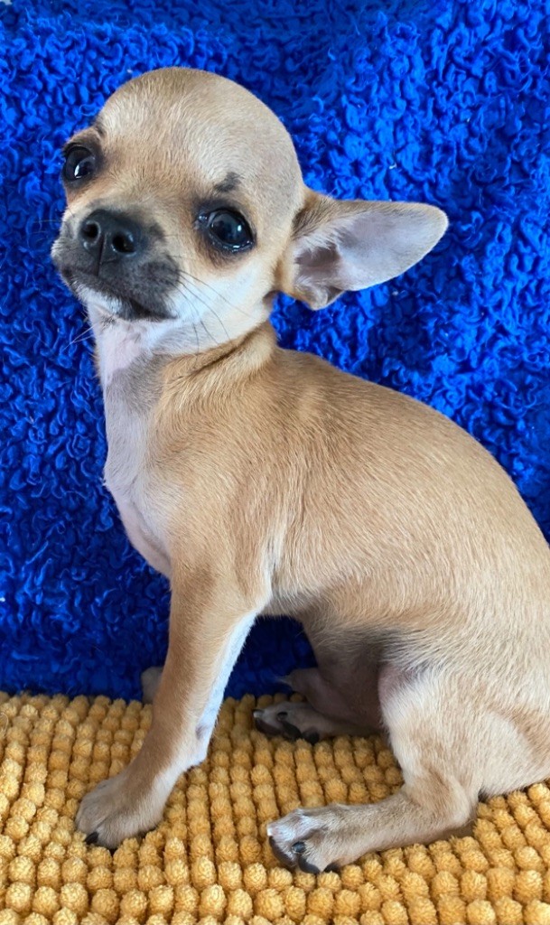 Timmy  - Chihuahua