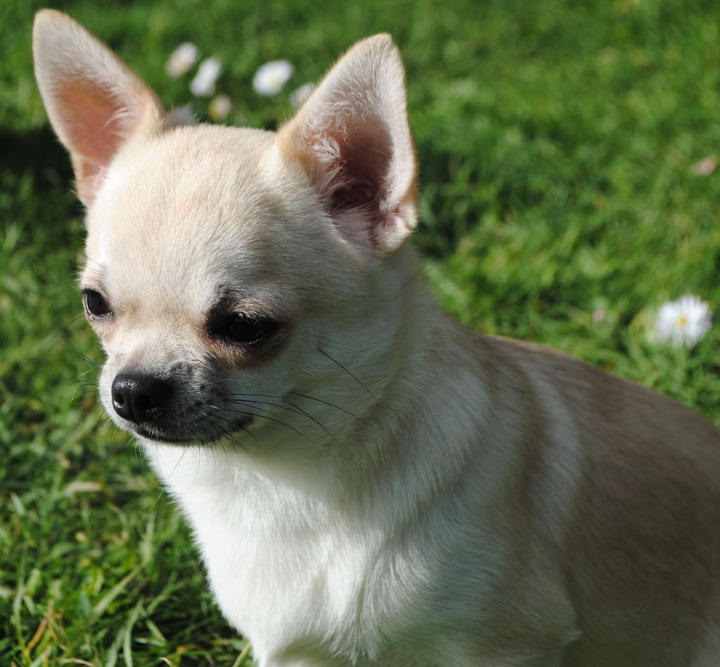 Orson Des Dunes De Keremma - 3 excellent