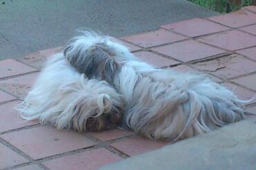 Publication : Des Lumières De Shankara