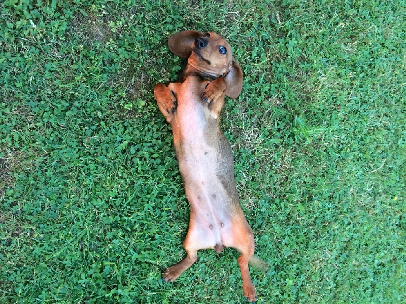 Publication : De La Lande Rouge Auteur : M. et Mme KOLAR