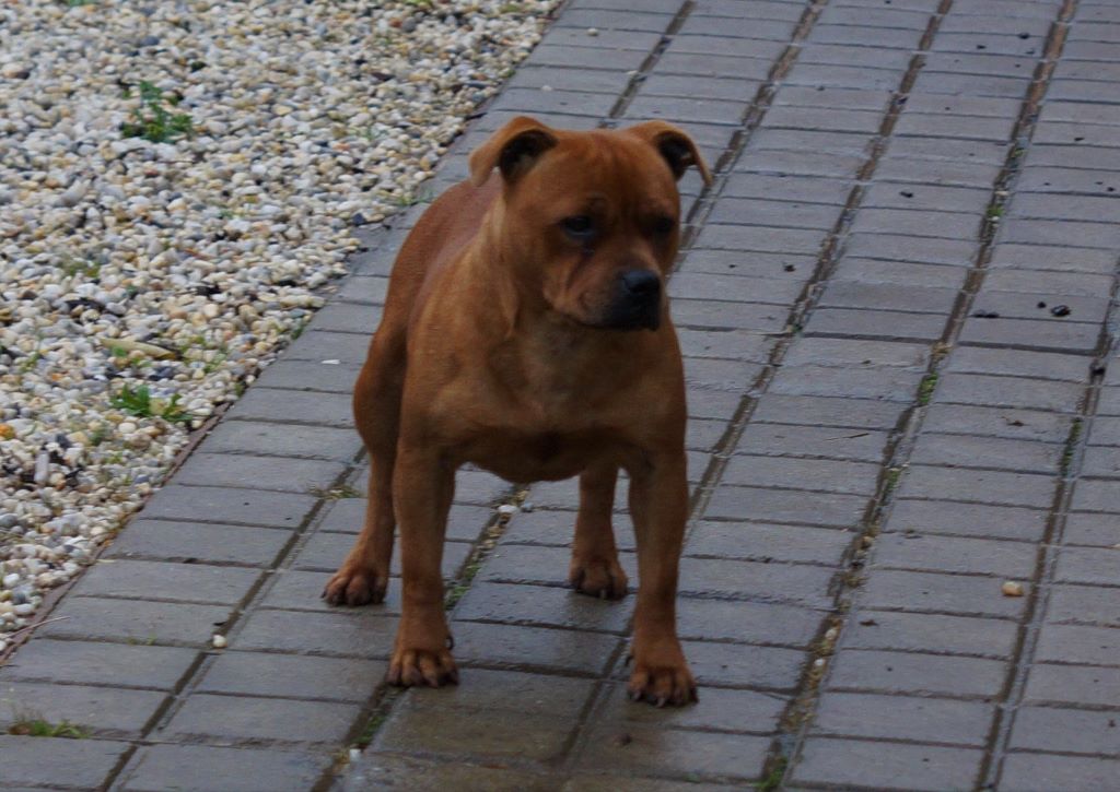 Publication : My Lil Bull Auteur : MLB