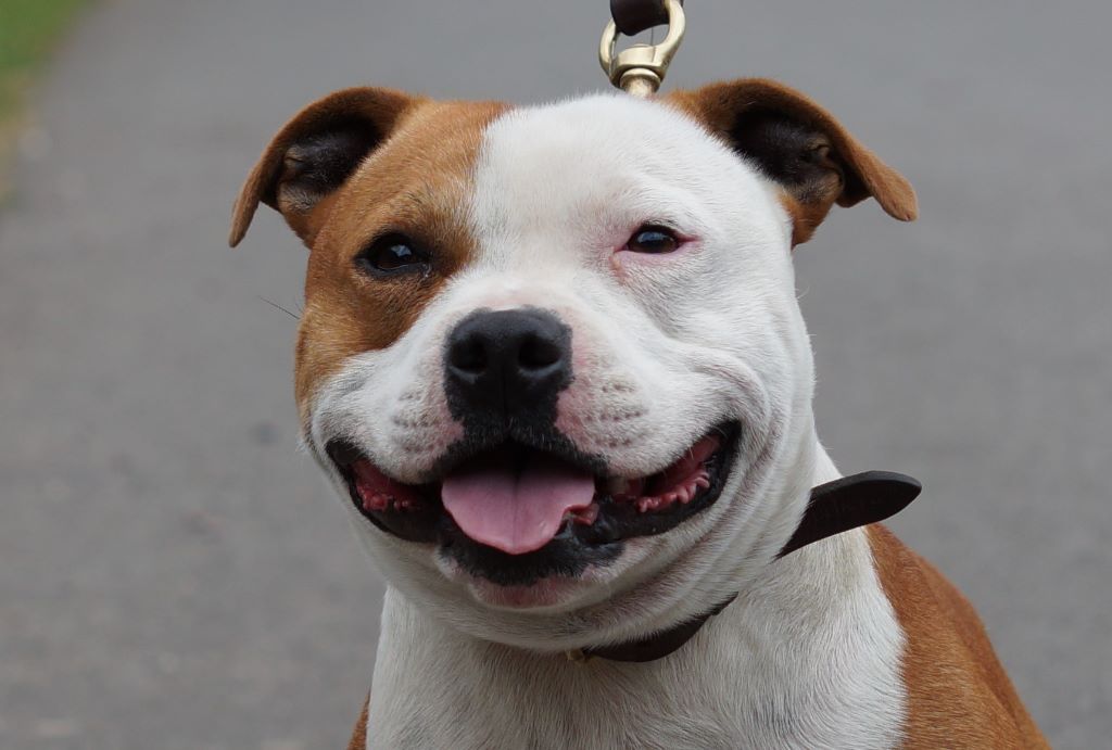 Publication : My Lil Bull Auteur : MLB