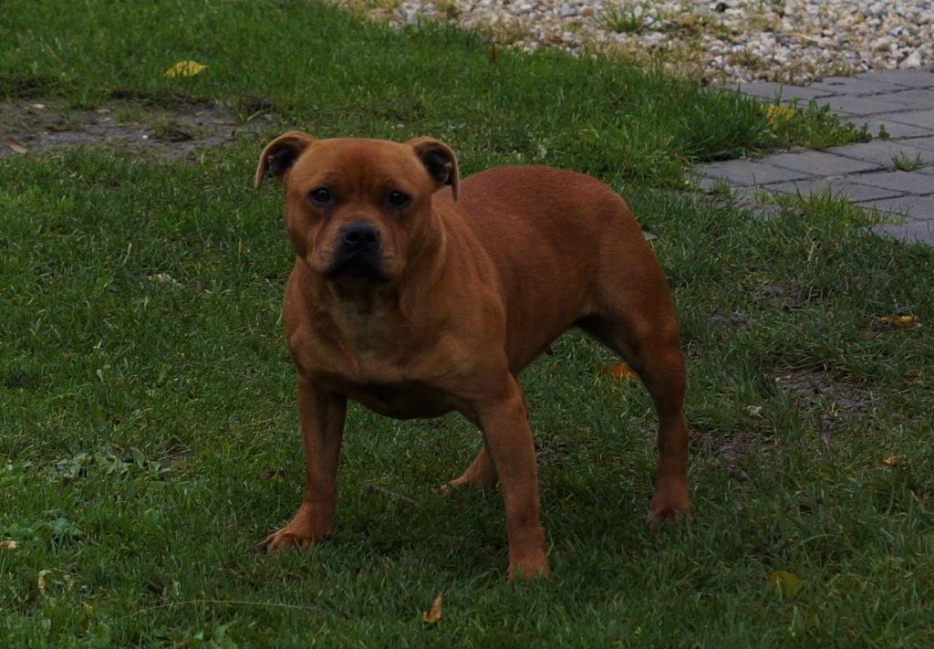 Publication : My Lil Bull Auteur : MLB