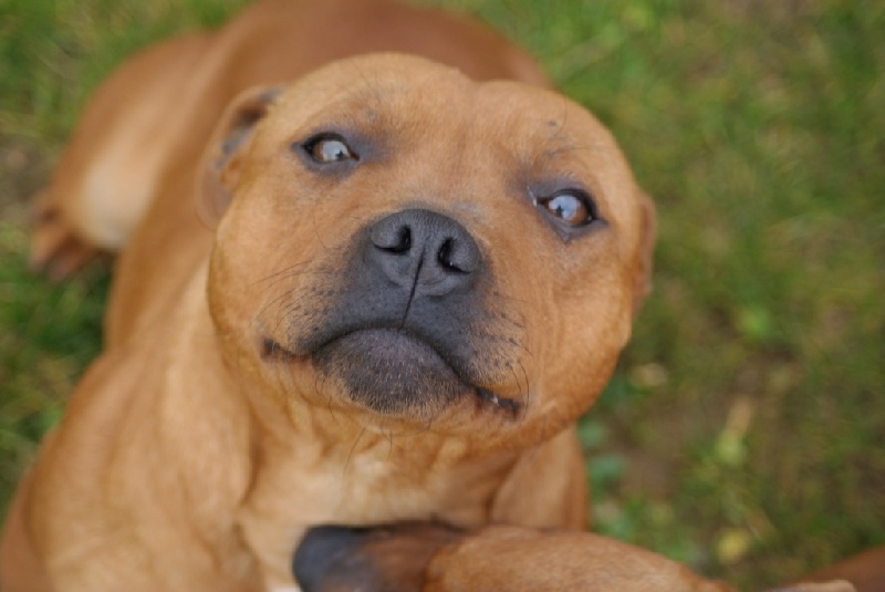 Easy de la griffe du diamant bleu