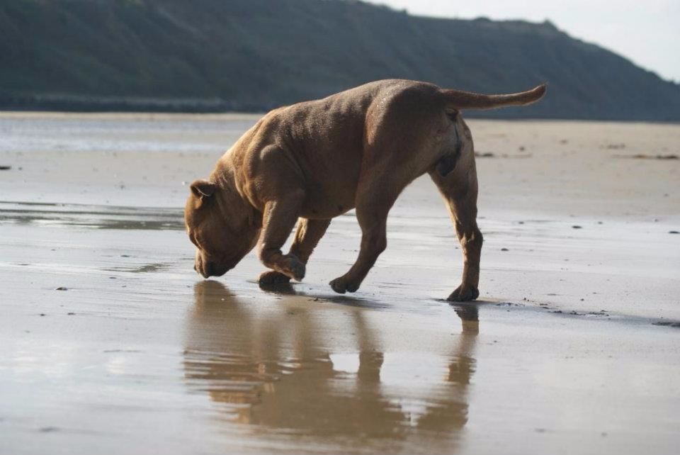 Easy de la griffe du diamant bleu