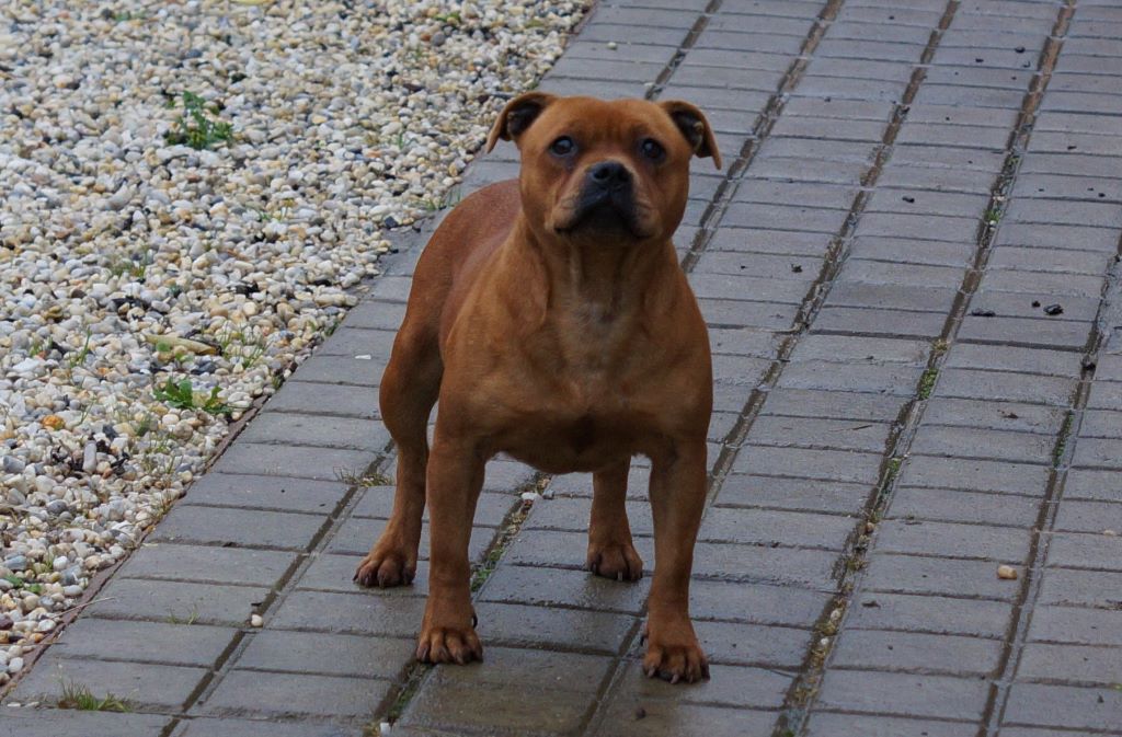 Publication : My Lil Bull Auteur : MLB