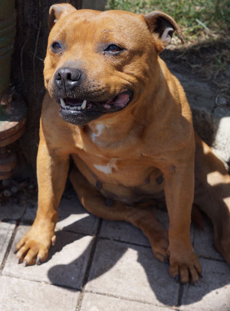 Easy de la griffe du diamant bleu