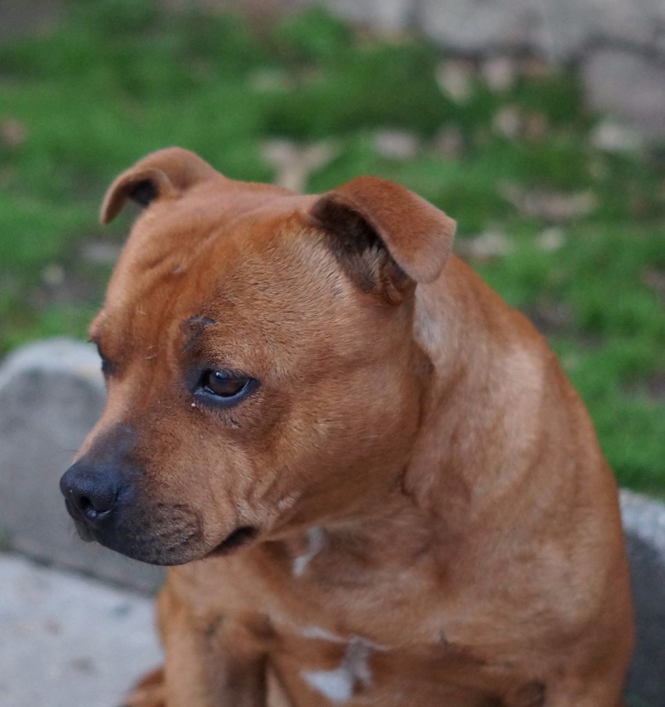 Easy de la griffe du diamant bleu