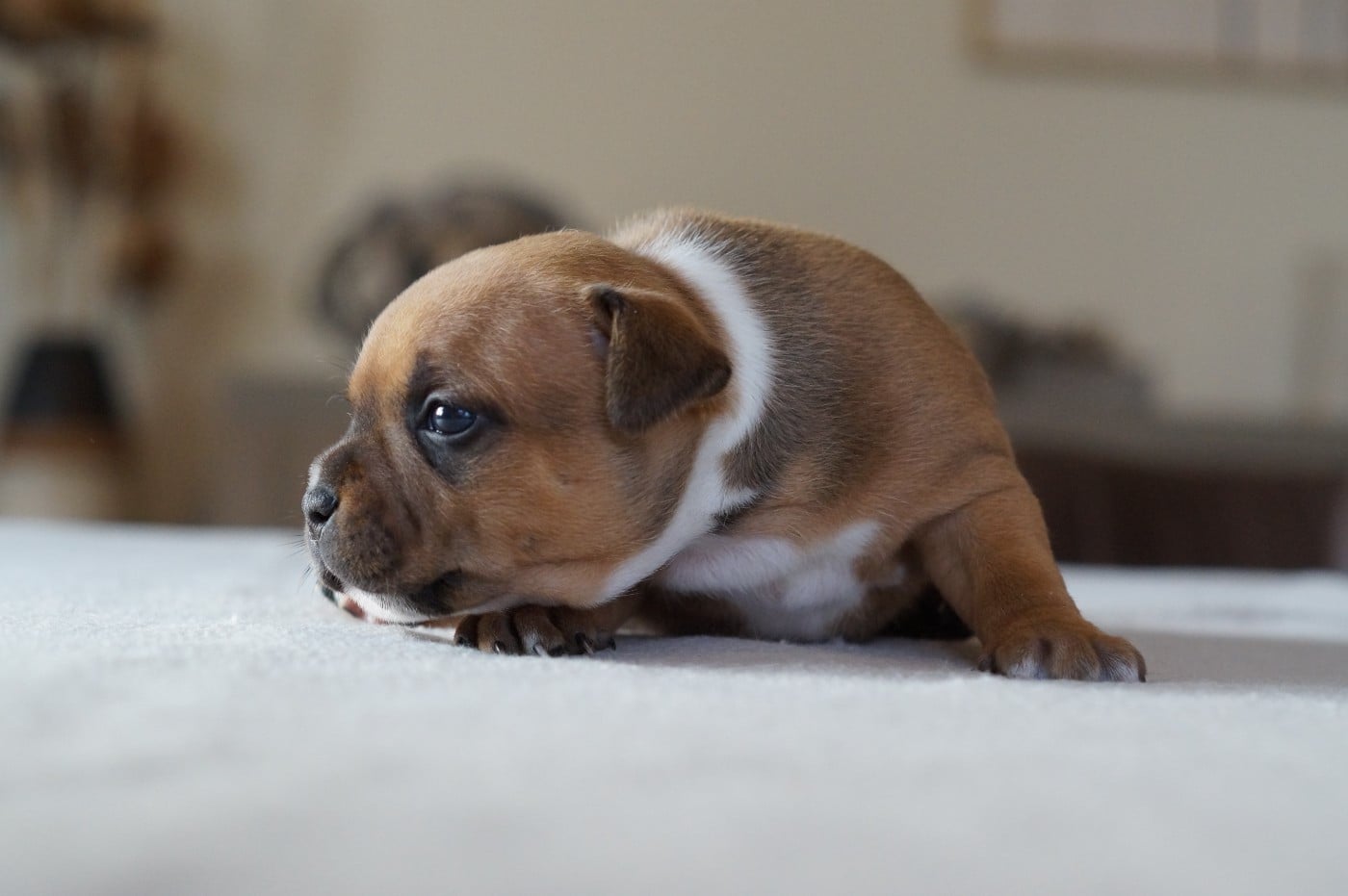 Staffordshire Bull Terrier - My Lil Bull