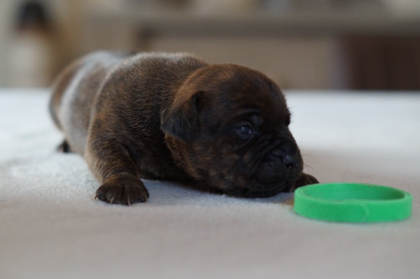 Staffordshire Bull Terrier - My Lil Bull