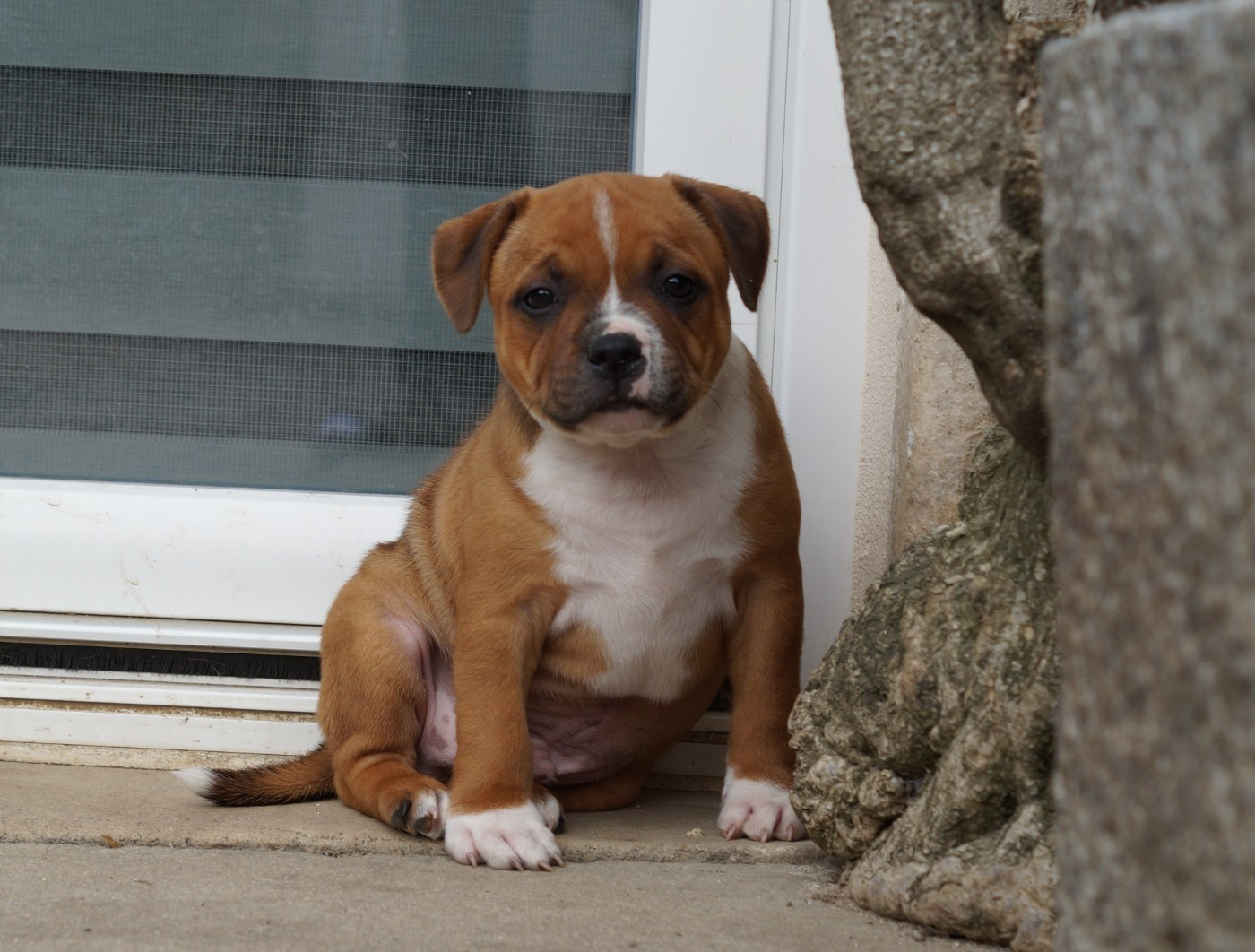 Staffordshire Bull Terrier - My Lil Bull