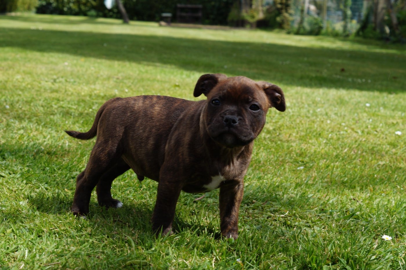 Staffordshire Bull Terrier - My Lil Bull