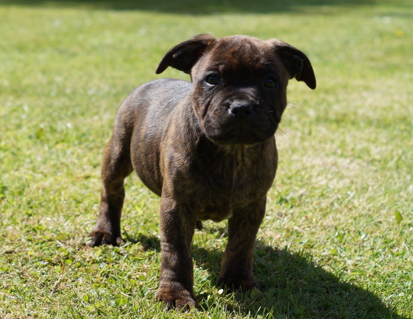 Staffordshire Bull Terrier - My Lil Bull