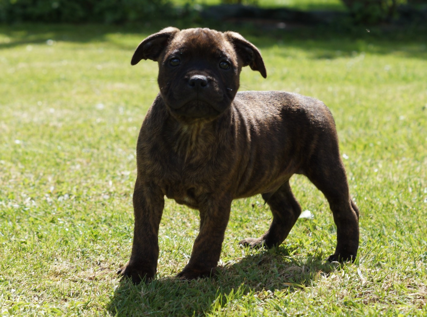 Chiot N°2