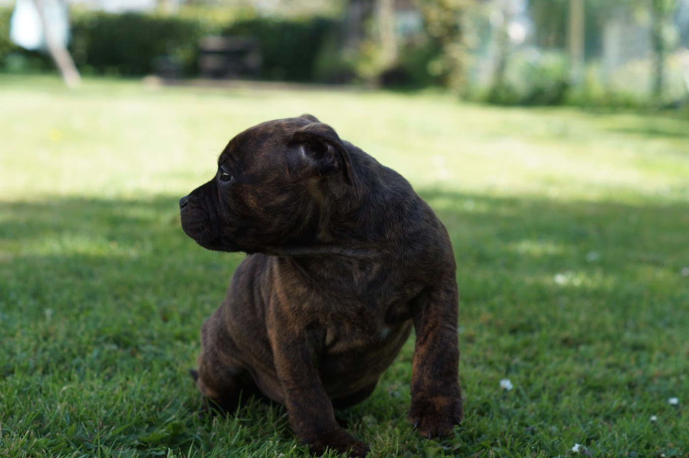 Chiot N°2