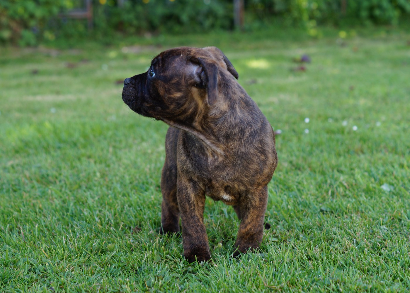 Chiot N°2